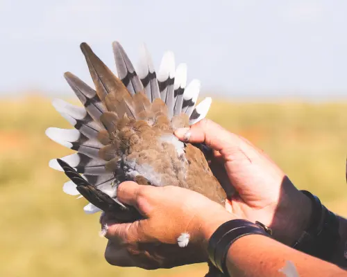 Dove Feathers