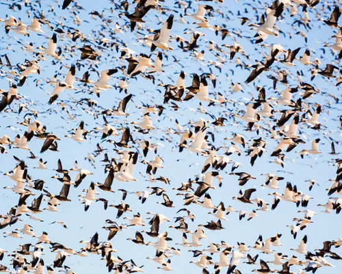 Flock of Snow Geese