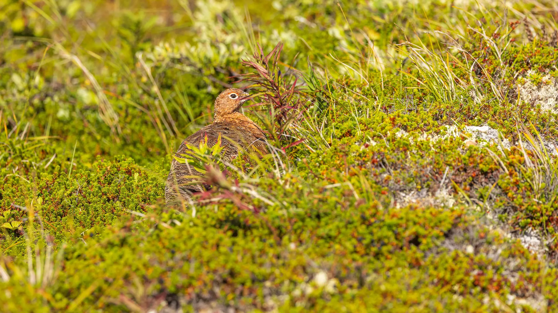 Ptarmigan