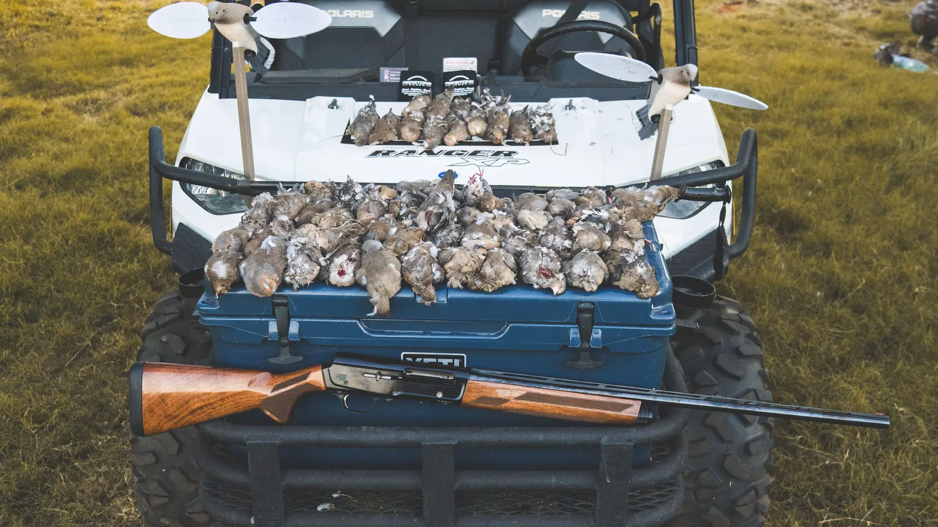 Dove hunter