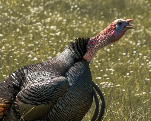Turkey