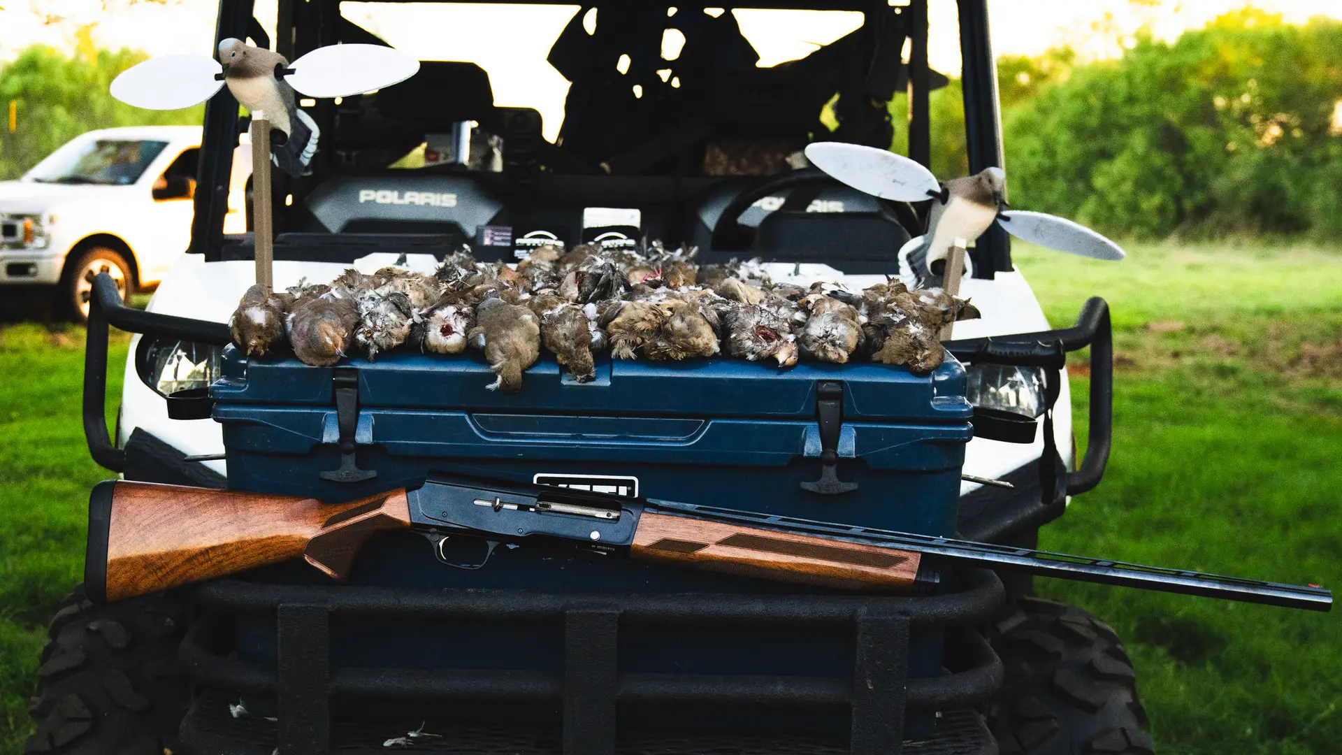 Dove hunter