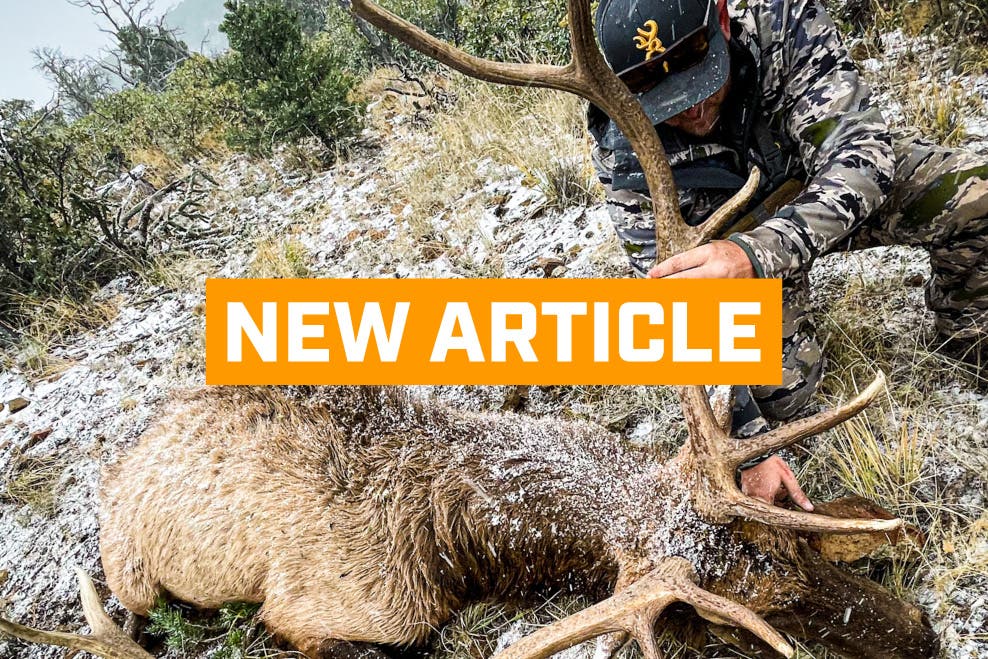 dead-elk-in-snow-article-link