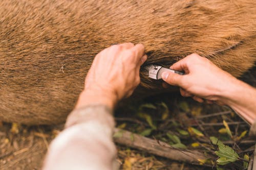Knife cutting into the hide of elk.