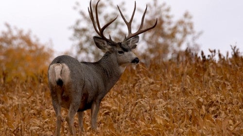 Trophy mule deer buck