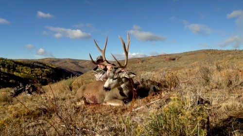 Deer hunter with trophy mule deer buck