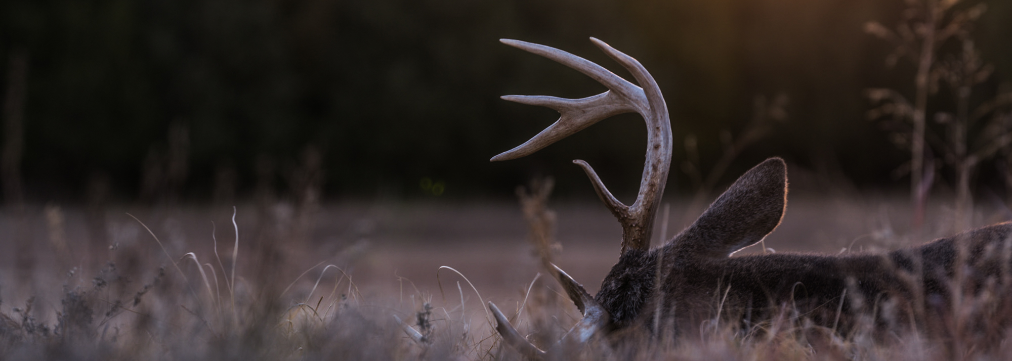 Whitetail deer on its side