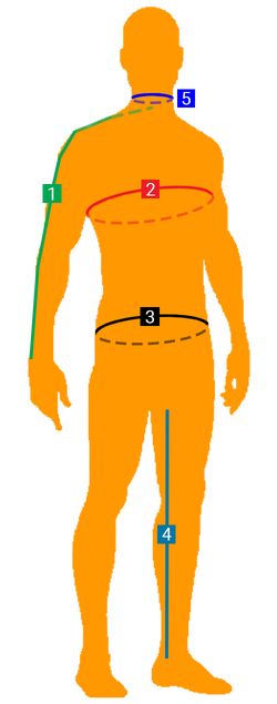 Diagram of measurements for various areas of the body.