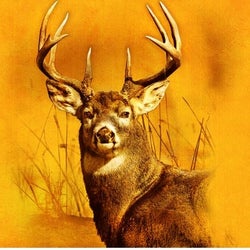 Buck Whitetail deer