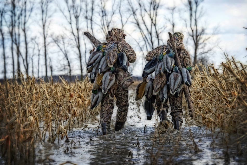 Waterfowl Hunters carrying decoys and A5 shotguns.