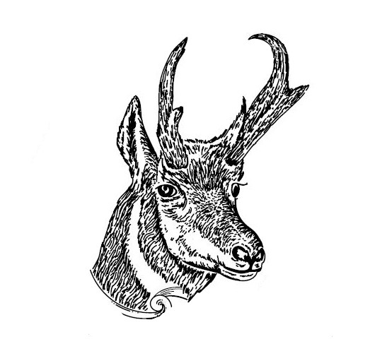 Antelope