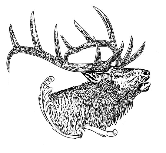 Elk