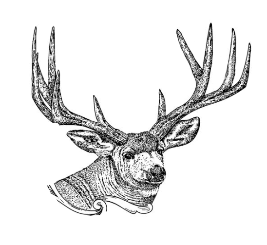 Mule Deer