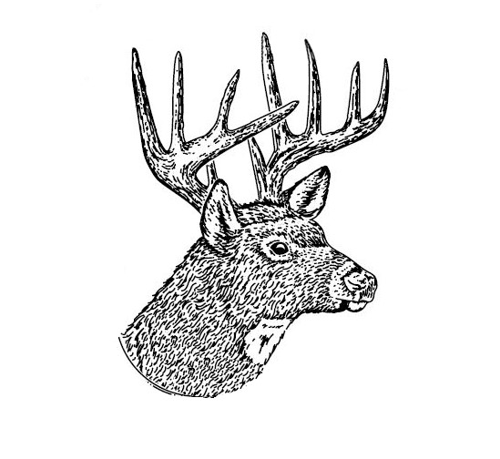 Whitetail